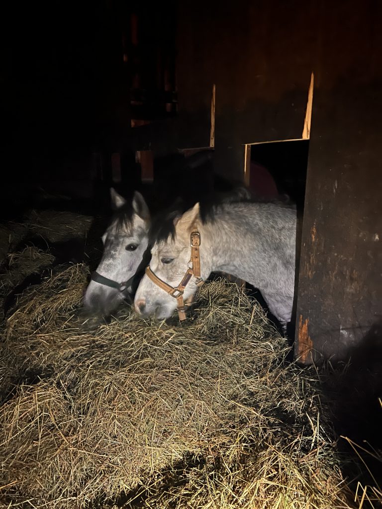 Ponys im eingestreuten Offenstall auf dem Waldgut Waldsteinberg